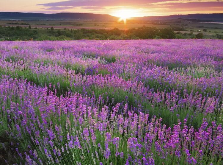 field of lavender